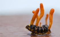 Cordyceps: what kind of mushroom is it, what is it useful for and how to grow it?