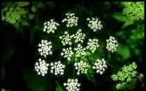 Medicinal properties and contraindications of spotted hemlock. Hemlock poisoning, how long does treatment take?