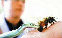 ¿Qué enfermedades tratan las abejas: indicaciones y contraindicaciones de la apiterapia?