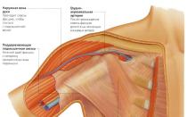 Where is the lymph node under the armpit: location, diagram Structure of the armpit