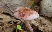 Hygrophorus: descrição e variedades de cogumelos Cogumelos Hydrophorus