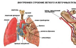 Sistema respiratorio: fisiología y funciones de la respiración humana Funciones de los órganos respiratorios brevemente.