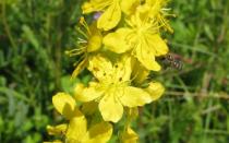 Agrimony herb: medicinal properties and contraindications