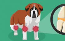 Болезни суставов у собак: классификация, симптомы и лечение