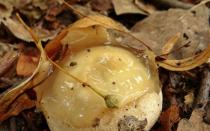 Veselka mushroom, nakapagpapagaling na mga katangian