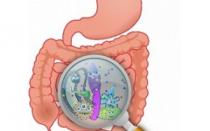 Disbiosis intestinal: qué es, causas y signos Tipos de disbiosis